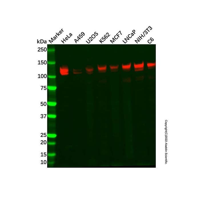 Recombinant NEDD4 Antibody -    by Aladdin Scientific