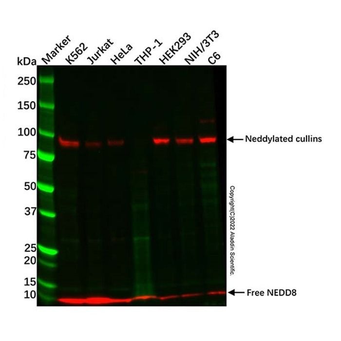 Recombinant NEDD8 Antibody -    by Aladdin Scientific