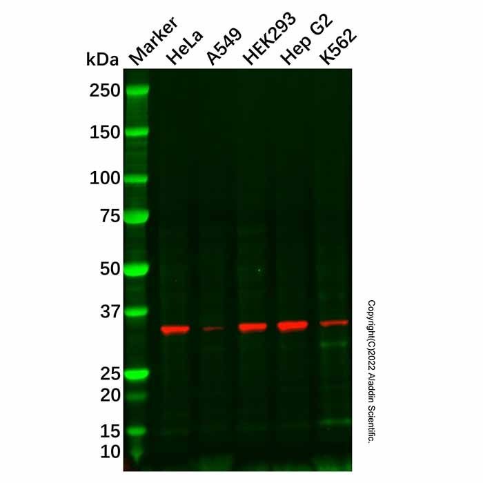 Recombinant NEK6 Antibody -    by Aladdin Scientific