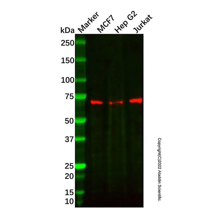Recombinant NELF-B Antibody -    by Aladdin Scientific