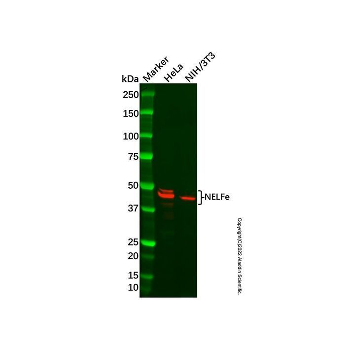 Recombinant NELFe Antibody -    by Aladdin Scientific