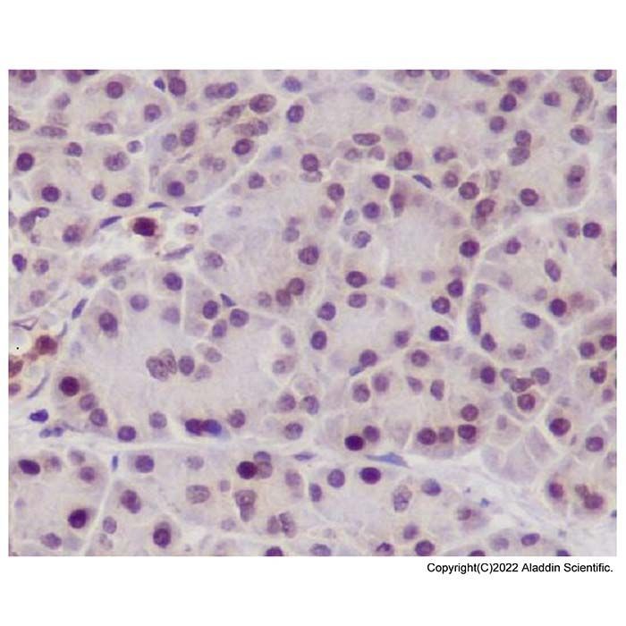 NeuN Antibody -    by Aladdin Scientific