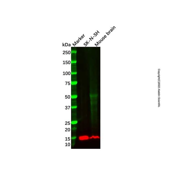 Recombinant Neuronatin Antibody -    by Aladdin Scientific