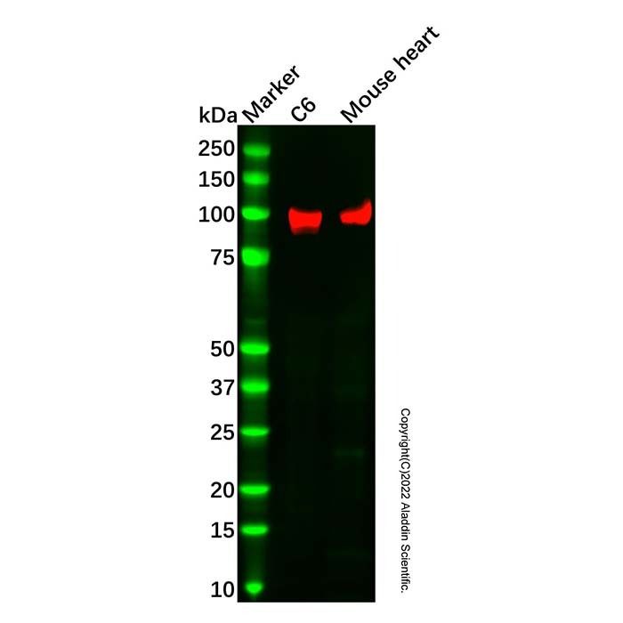 Recombinant Neuropilin 1 Antibody -    by Aladdin Scientific