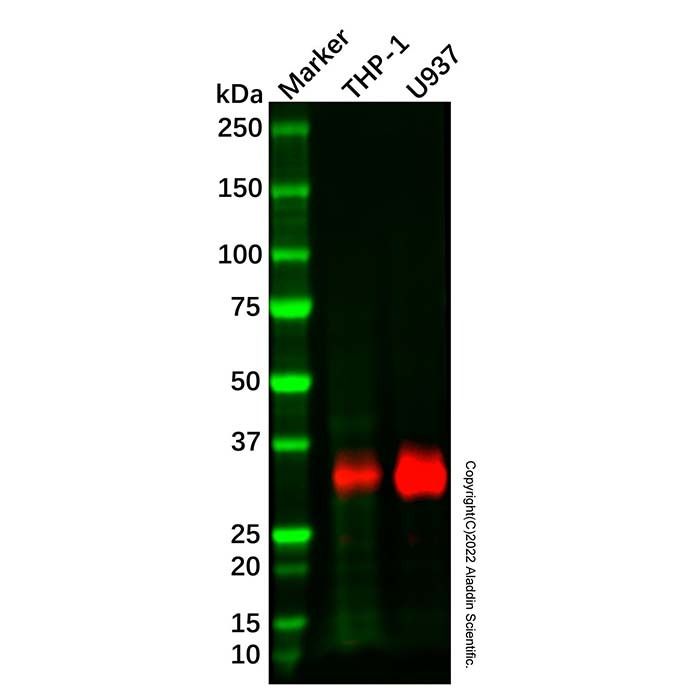 Recombinant Neutrophil Elastase Antibody -    by Aladdin Scientific