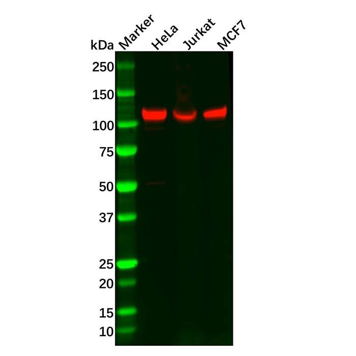 Recombinant NFkB p100/NFKB2 Antibody -    by Aladdin Scientific