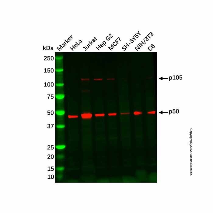 Recombinant NFkB p105/p50 Antibody -    by Aladdin Scientific
