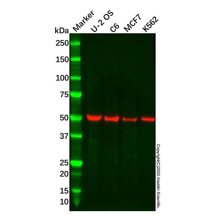 Recombinant NgR3 Antibody -    by Aladdin Scientific