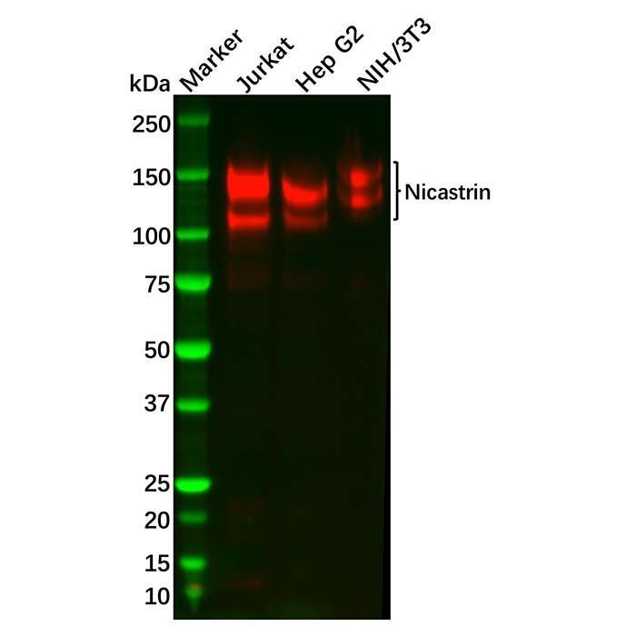 Recombinant Nicastrin Antibody -    by Aladdin Scientific