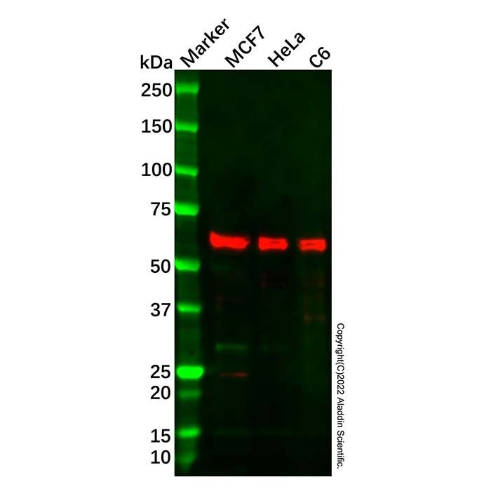 Recombinant CHRNA5 Antibody -    by Aladdin Scientific