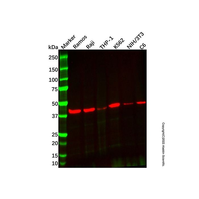 Recombinant NIPP1 Antibody -    by Aladdin Scientific