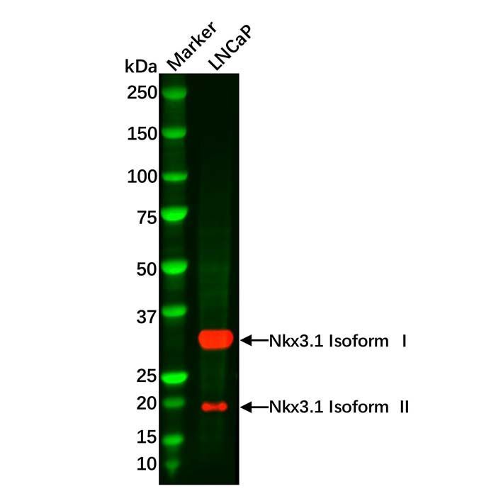 Recombinant Nkx3.1 Antibody -    by Aladdin Scientific