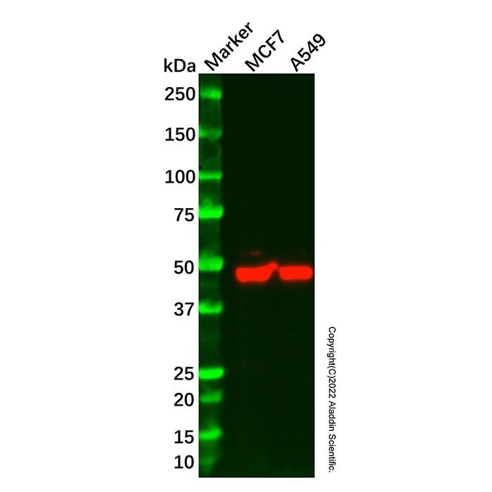 Recombinant NLK Antibody -    by Aladdin Scientific