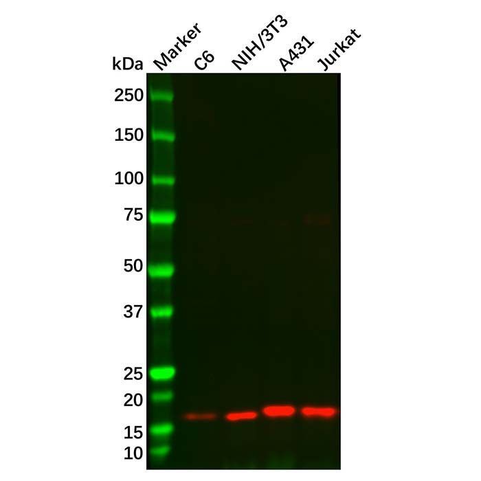 Recombinant NM23A Antibody - by Aladdin Scientific
