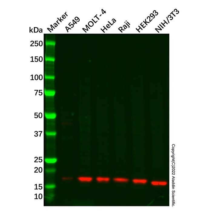 Recombinant NME3 Antibody -    by Aladdin Scientific
