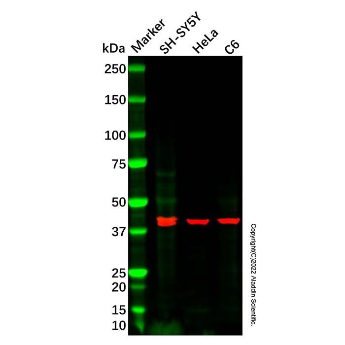 Recombinant Nodal Antibody -    by Aladdin Scientific