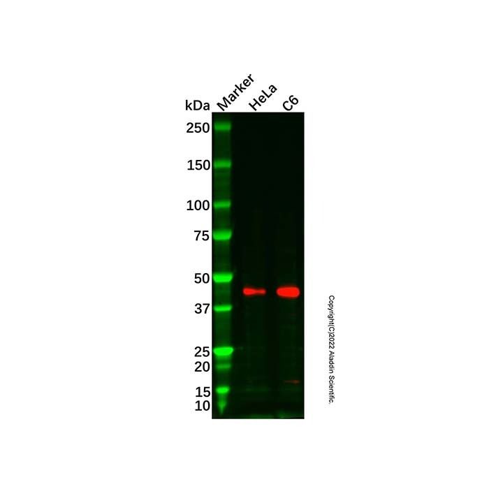 Recombinant Nogo Antibody -    by Aladdin Scientific