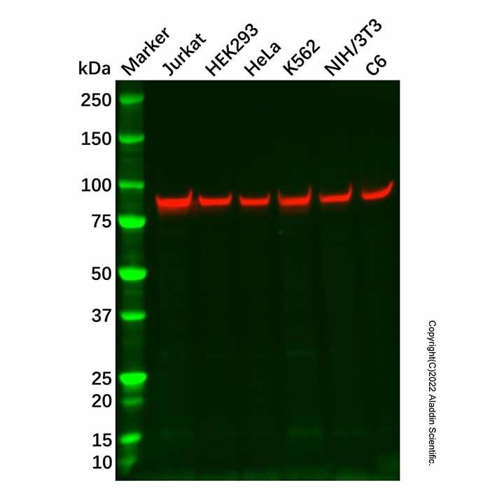 NOL9 Antibody - by Aladdin Scientific