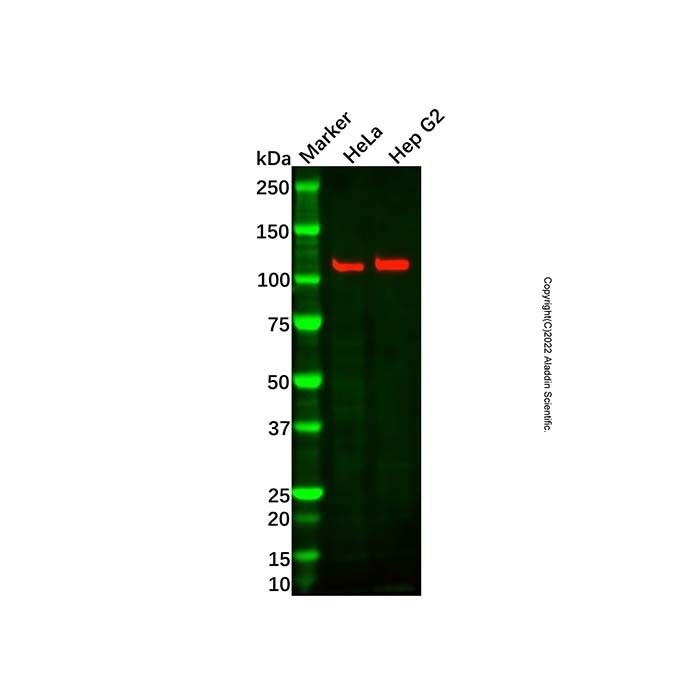 Recombinant NOLC1 Antibody -    by Aladdin Scientific