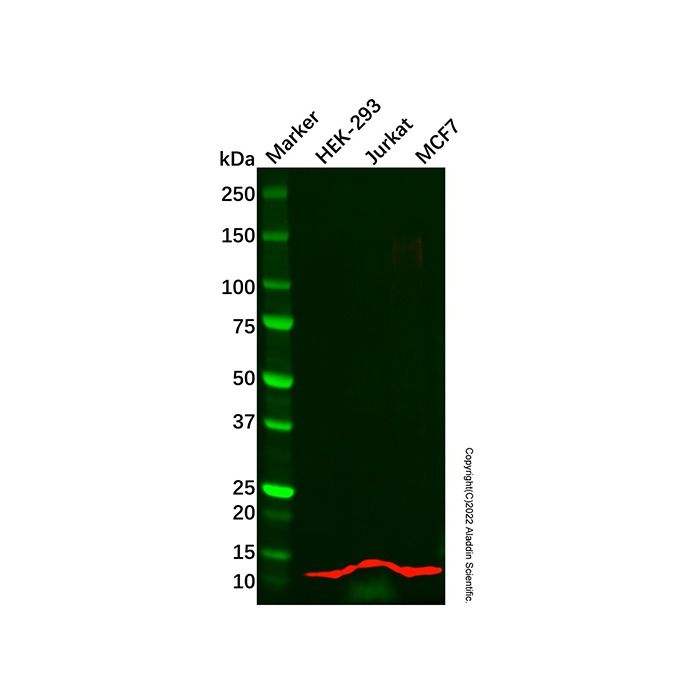 Recombinant NOP10 Antibody - by Aladdin Scientific