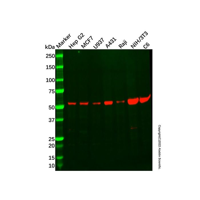Recombinant NOX2/gp91phox Antibody -    by Aladdin Scientific