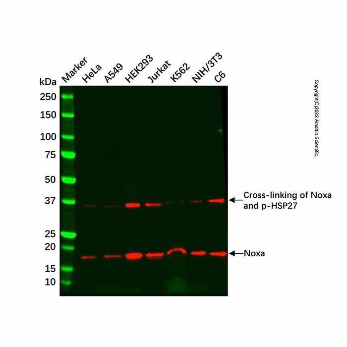 Recombinant Noxa Antibody -    by Aladdin Scientific