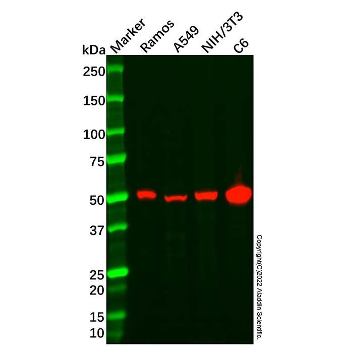 Recombinant NPY5R Antibody -    by Aladdin Scientific