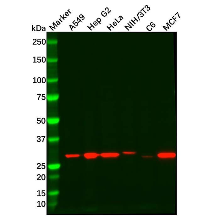Recombinant NQO1 Antibody -    by Aladdin Scientific
