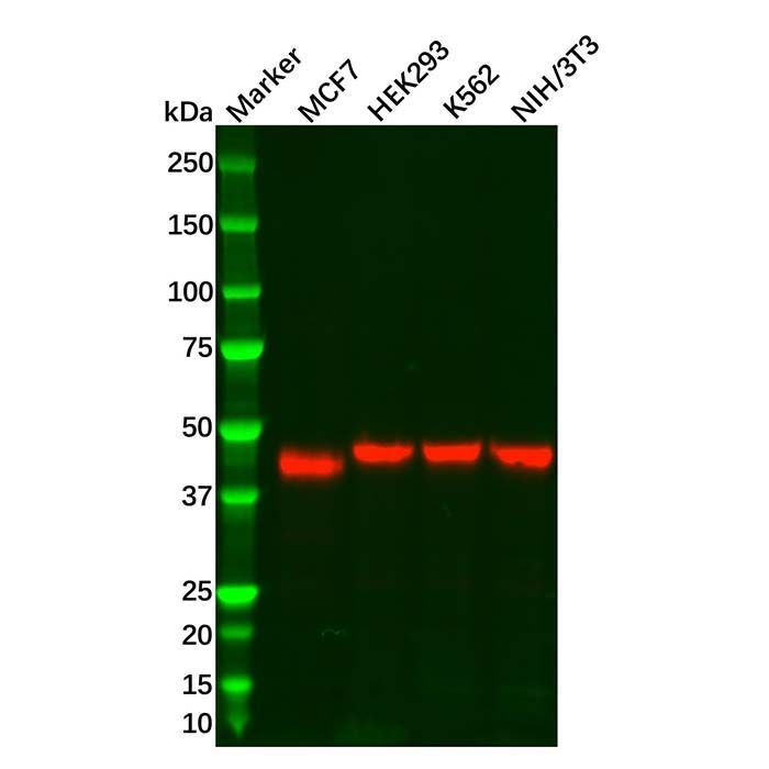 Recombinant NR2F2 Antibody -    by Aladdin Scientific