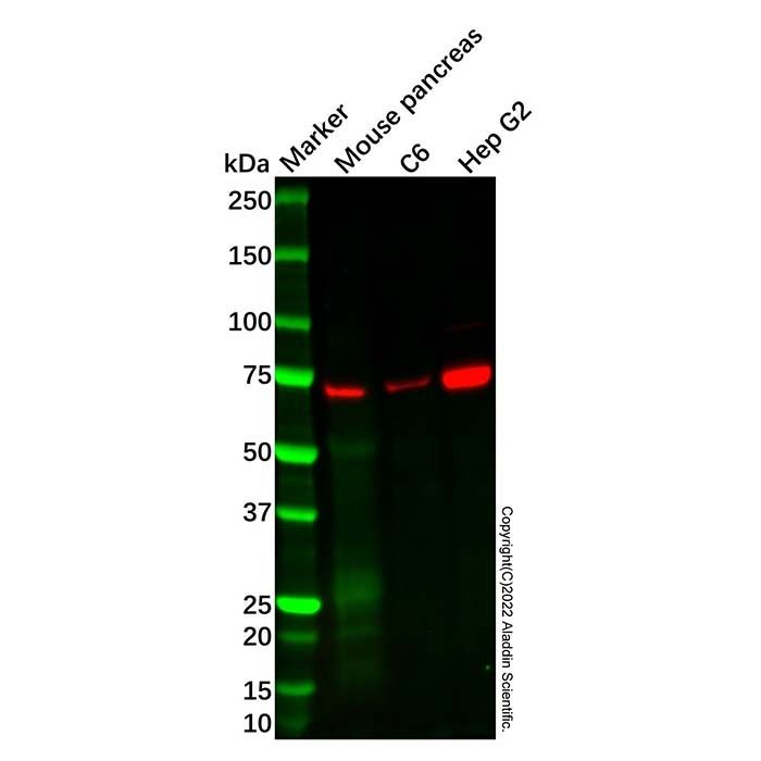 Recombinant NR5A2/LRH1 Antibody -    by Aladdin Scientific