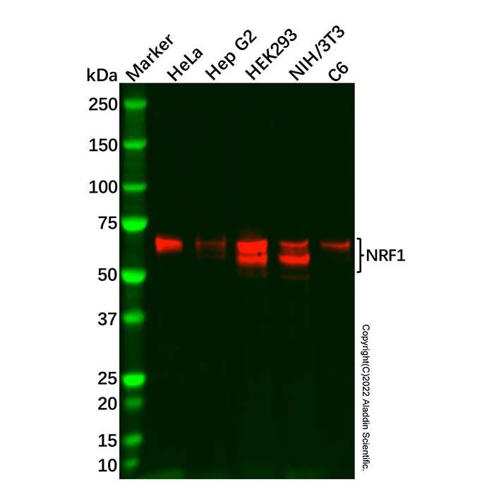 Recombinant NRF1 Antibody - by Aladdin Scientific