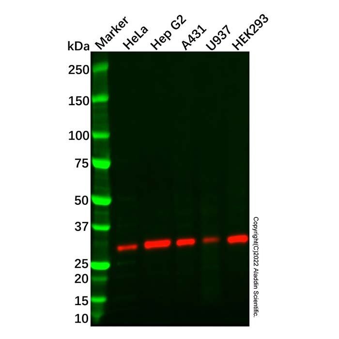 Recombinant NUDT5 Antibody -    by Aladdin Scientific
