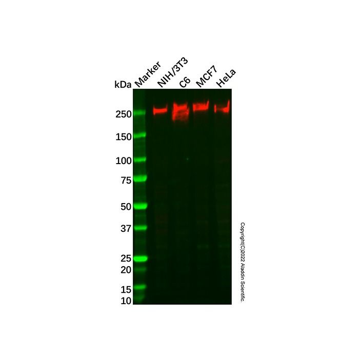 Recombinant NuMA Antibody -    by Aladdin Scientific