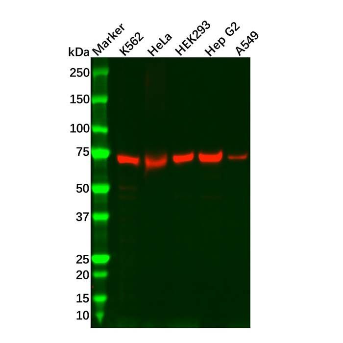Recombinant NXF1 Antibody -    by Aladdin Scientific