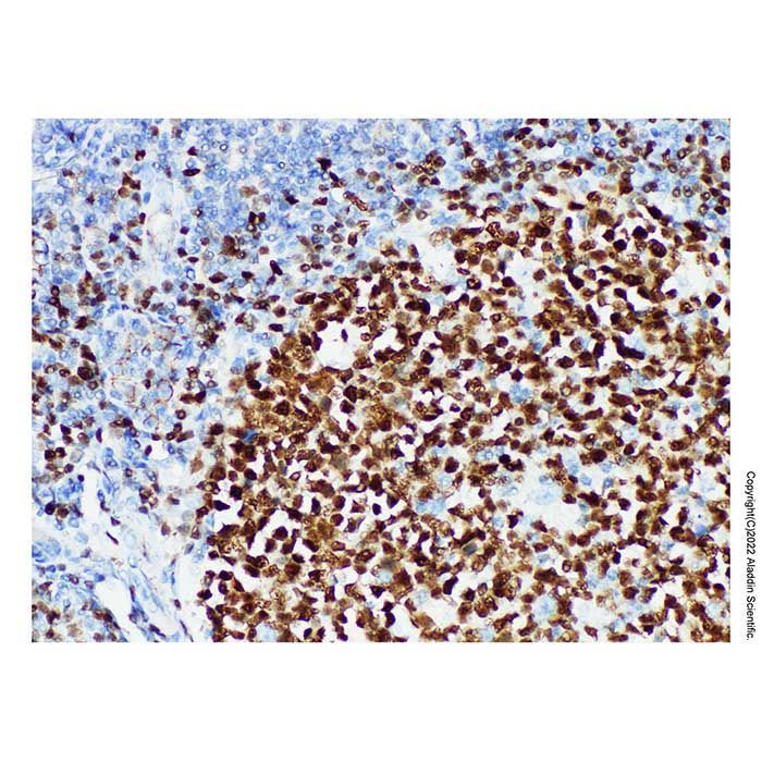 Oct-2 Mouse mAb -    by Aladdin Scientific