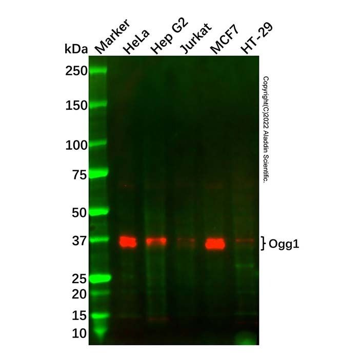 Recombinant Ogg1 Antibody -    by Aladdin Scientific