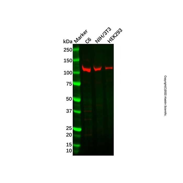Recombinant OGT Antibody -    by Aladdin Scientific