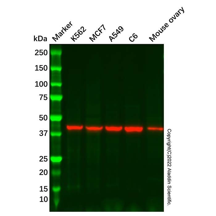 OMD Antibody -    by Aladdin Scientific