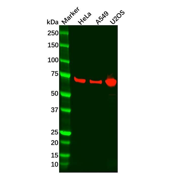 Recombinant Optineurin Antibody -    by Aladdin Scientific