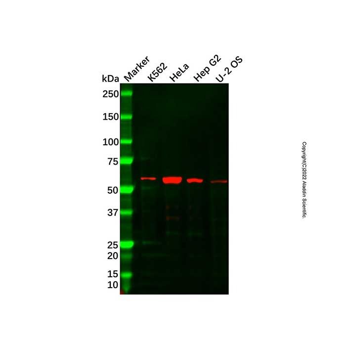 Recombinant Ornithine Decarboxylase/ODC Antibody -    by Aladdin Scientific