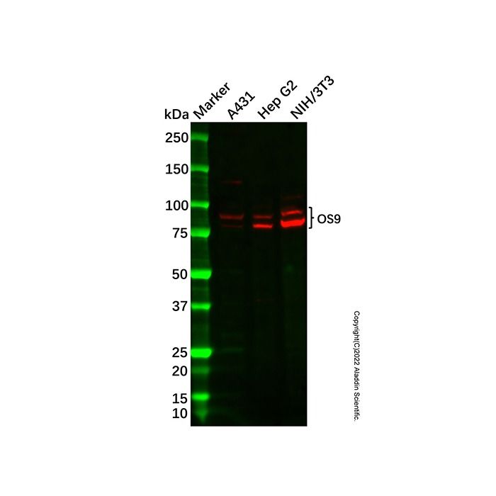 Recombinant OS9 Antibody - by Aladdin Scientific