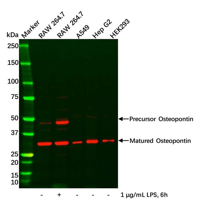 Osteopontin Antibody -    by Aladdin Scientific