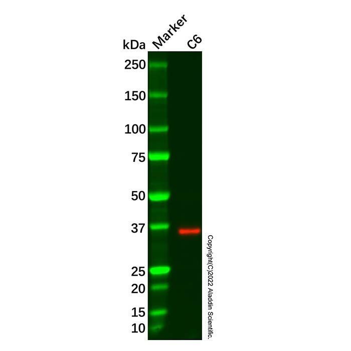 Recombinant P2Y13 Antibody -    by Aladdin Scientific
