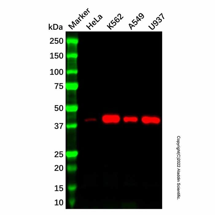 Recombinant P2Y6 Antibody -    by Aladdin Scientific