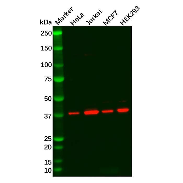 Recombinant p38 alpha/MAPK14 Antibody -    by Aladdin Scientific