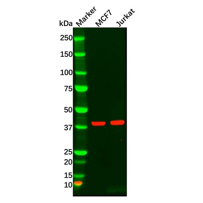 MAPK11 Antibody -    by Aladdin Scientific
