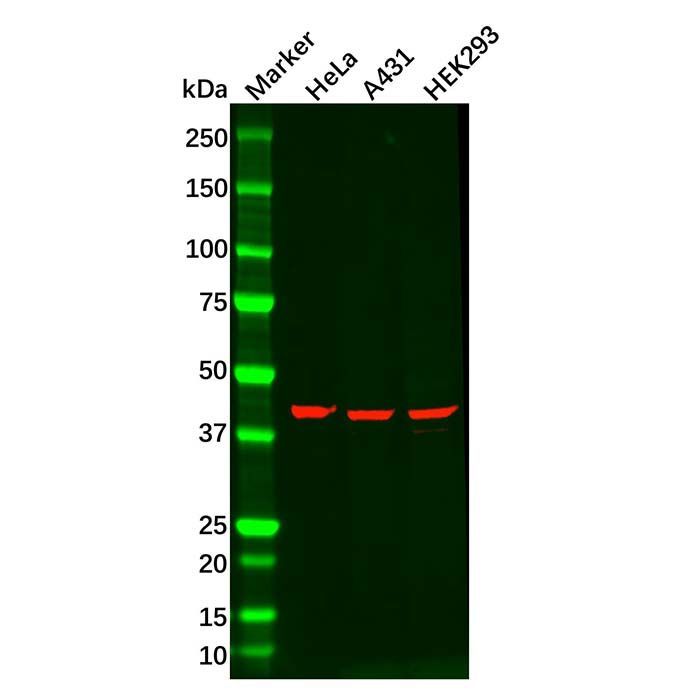MAPK13 Antibody -    by Aladdin Scientific