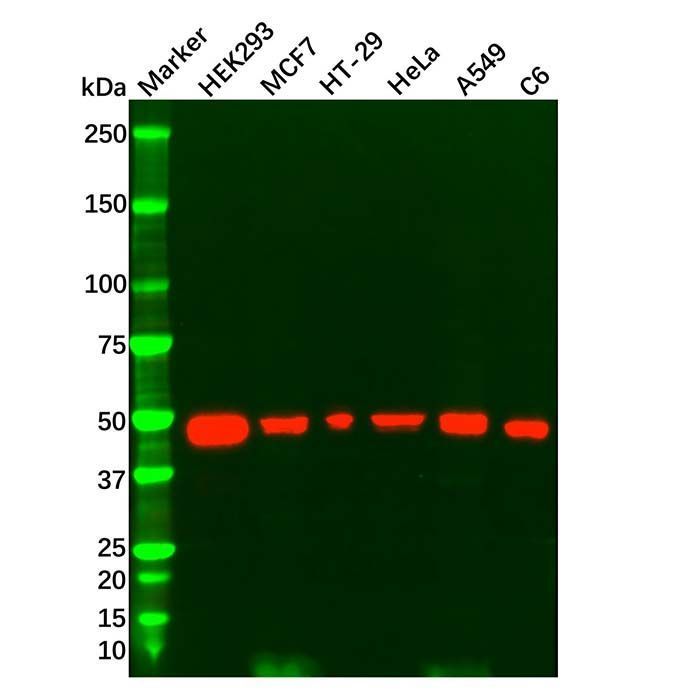 p53 Mouse mAb -    by Aladdin Scientific