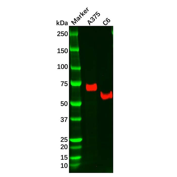 Recombinant NGFR Antibody -    by Aladdin Scientific