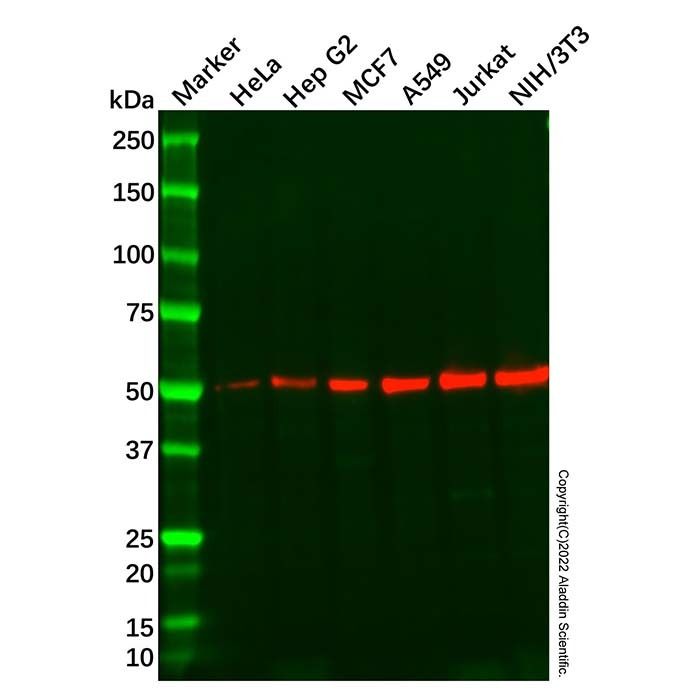 Recombinant PACSIN3 Antibody -    by Aladdin Scientific